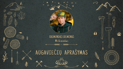 augavieciu piesimas